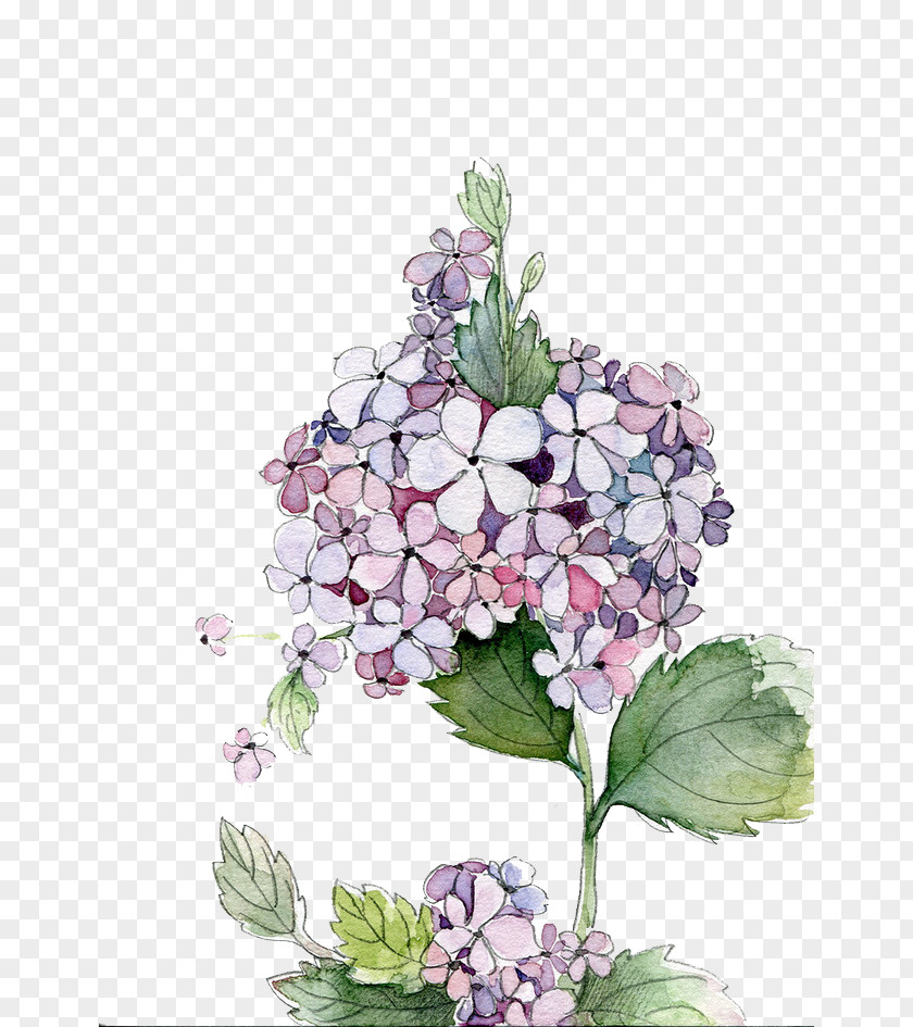 Watercolor Flowers Hydrangea Painting Flower PNG