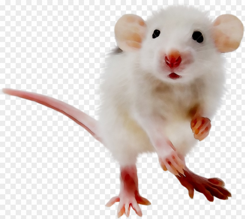 Dormouse Computer Mouse Whiskers Snout PNG