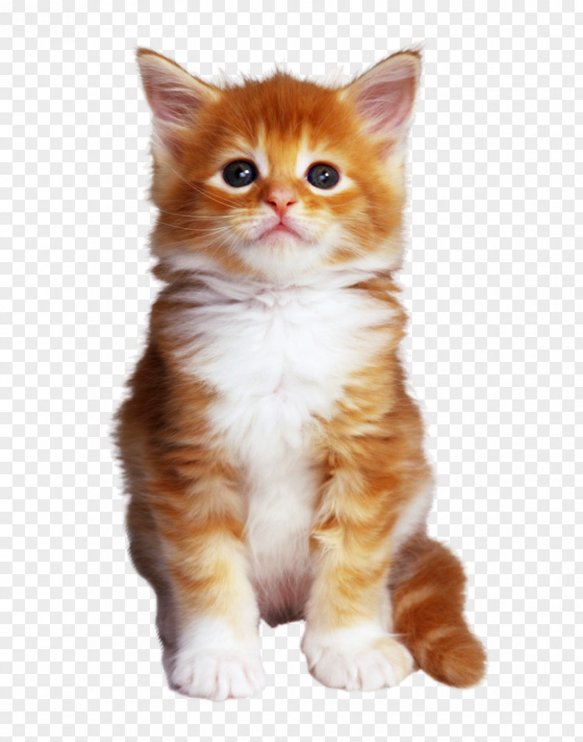 Kitten Bengal Cat Online Chat Pet PNG