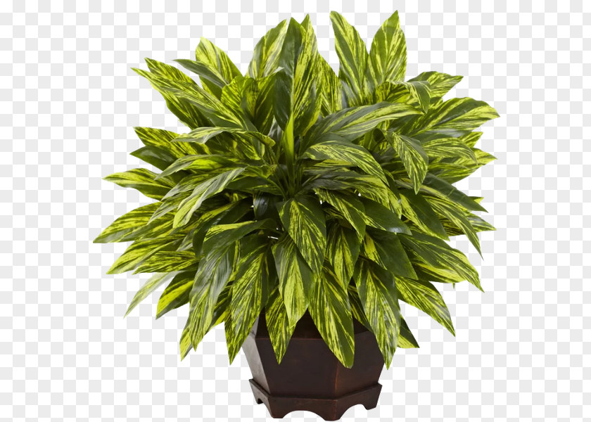 Perennial Plant Herb Flower Vase PNG