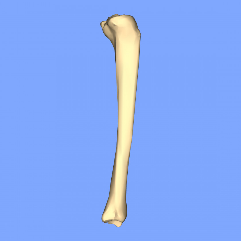 VIEW Tibia Bone Fibula Femur Crus Fracture PNG