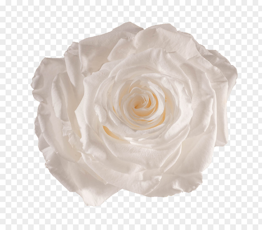 White Roses Centifolia Flower Preservation Garden PNG
