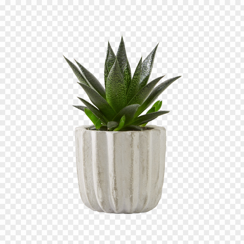 Aloe Vera Agave Succulent Plant Houseplant PNG