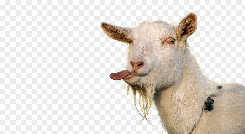 Goat Sheep Tongue Caprinae Livestock PNG