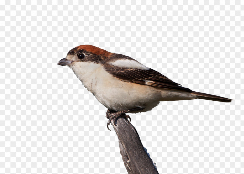 Job House Sparrow Finches American Sparrows Beak PNG