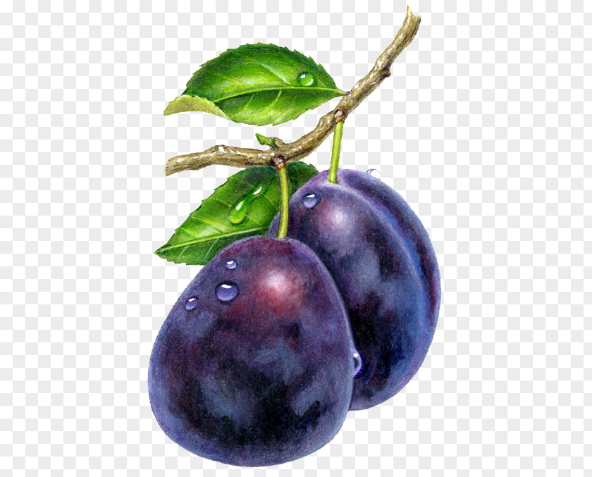 Plum Fruit Juice Prune Drawing PNG