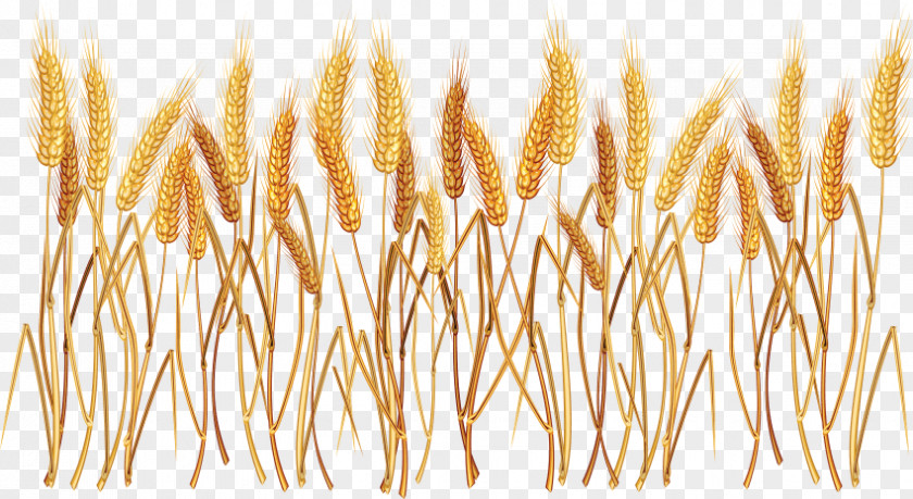 Wheat Seeds Ear Cereal Common Clip Art PNG