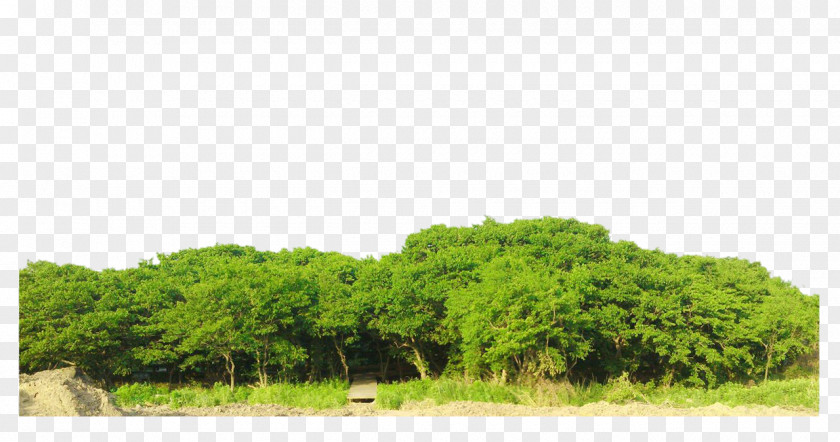 Bodhi Woods Picture Material Tree Ficus Religiosa PNG