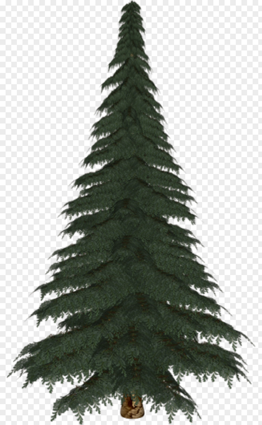 Christmas Tree Spruce Fir Pine Ornament PNG