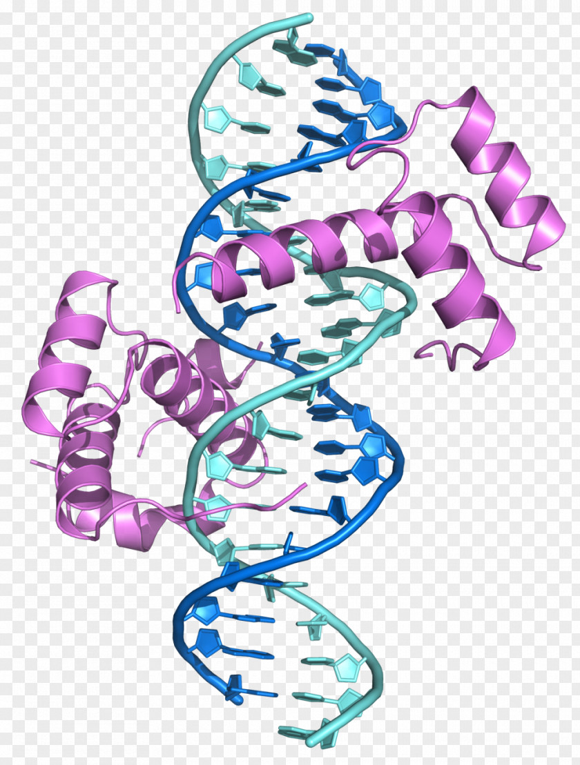 DNA Hox Gene Homeobox PBX1 Protein HOXB1 PNG