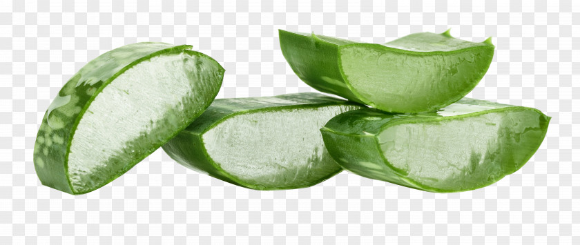 Green Aloe Vera Plant Wound Organism PNG