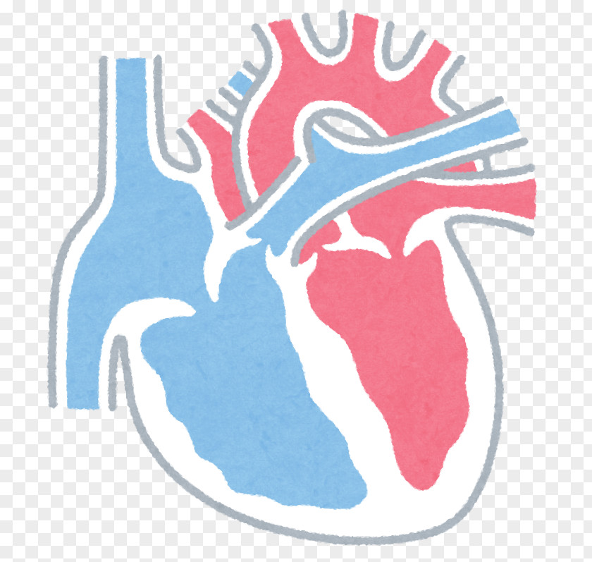 Heart Coronary Artery Disease Premature Ventricular Contraction Cardiology PNG