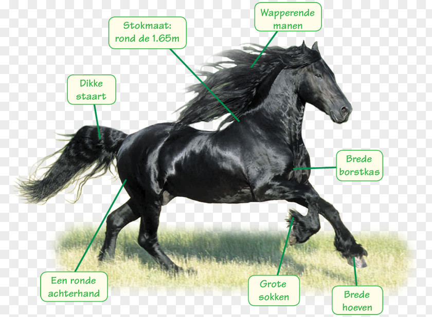 Like Share Comment Stallion Friesian Horse Mustang Arabian Bridle PNG
