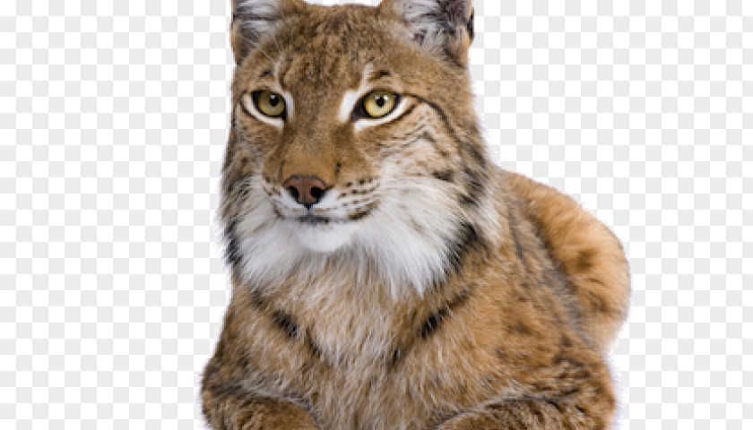 Lynx Clip Art Lynxes Cat Lion Image PNG