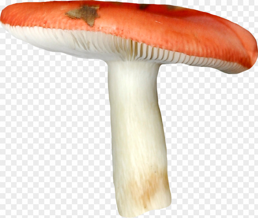 Mushroom Edible Russula Fungus PNG