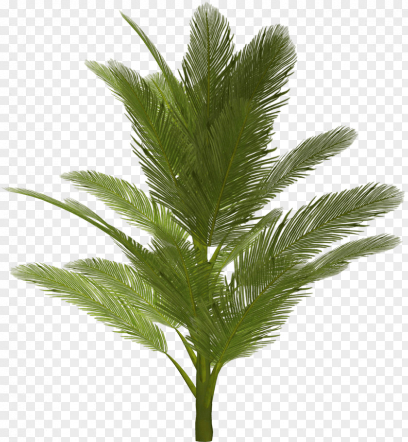 Palm Tree Arecaceae PNG