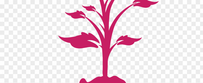 Pink Family Petal Pedicel PNG