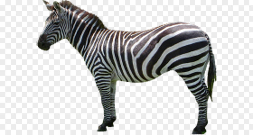 Zebra Side Horse Icon PNG