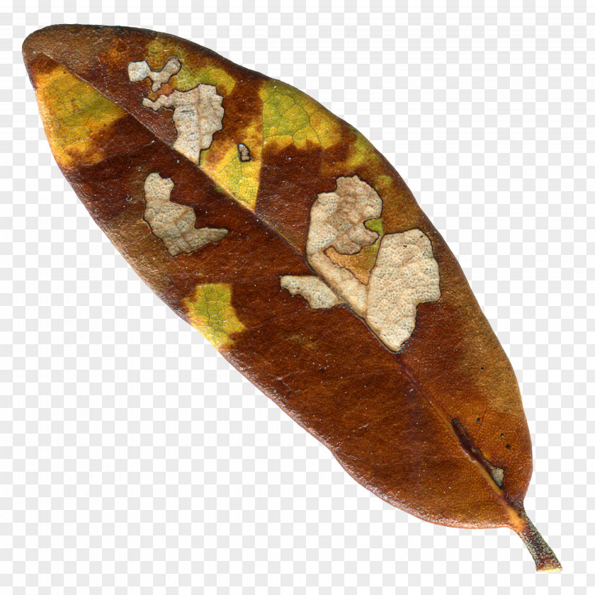 Leaf Flyer PNG