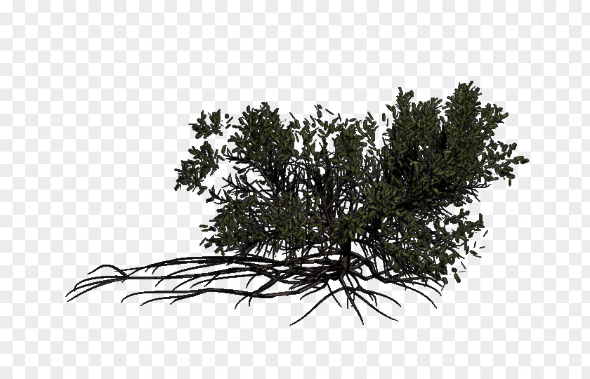 Leaf Twig Pine Evergreen White PNG