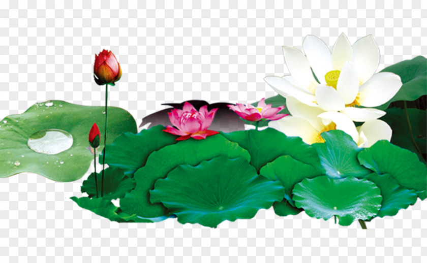 Lotus Scenery China Nelumbo Nucifera Effect PNG