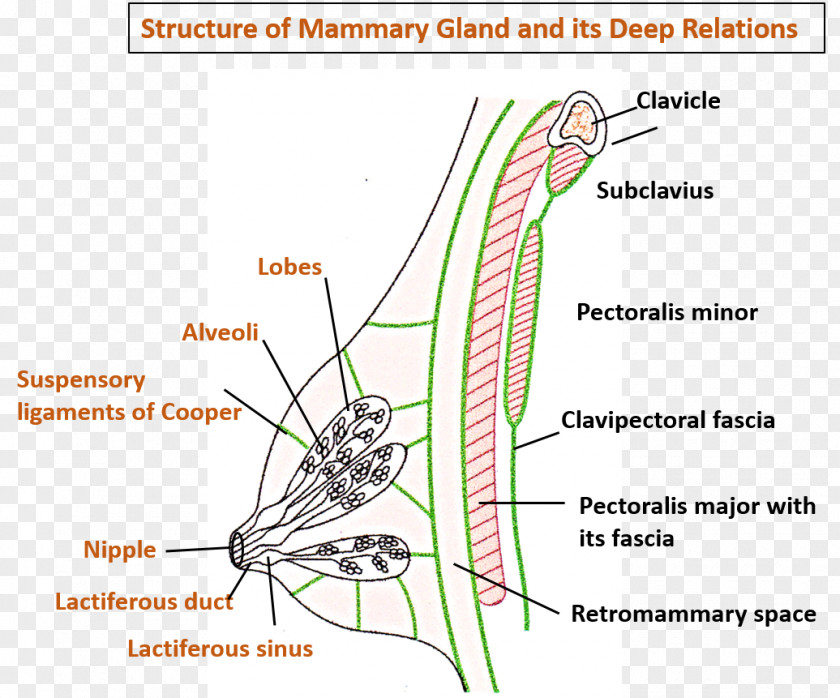 Mammary Gland Cavernous Sinus Head And Neck Anatomy PNG
