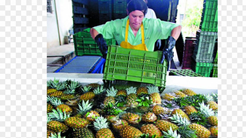 Pineapple Juice Fruit Vegetarian Cuisine Costa Rica PNG