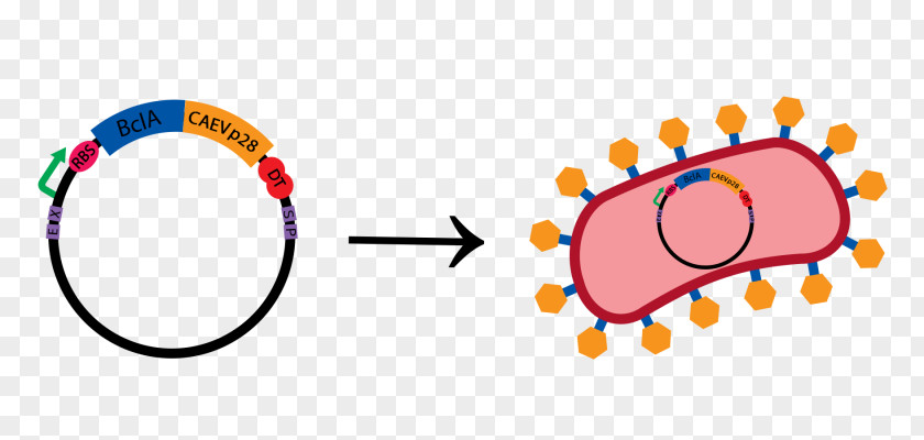 Antigen Background Worcester Polytechnic Institute Clip Art Dengue Fever Disease WPI Engineers Men's Basketball PNG