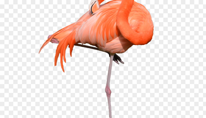 Cool Flamingo Bird Greater Clip Art Stock Photography Image PNG