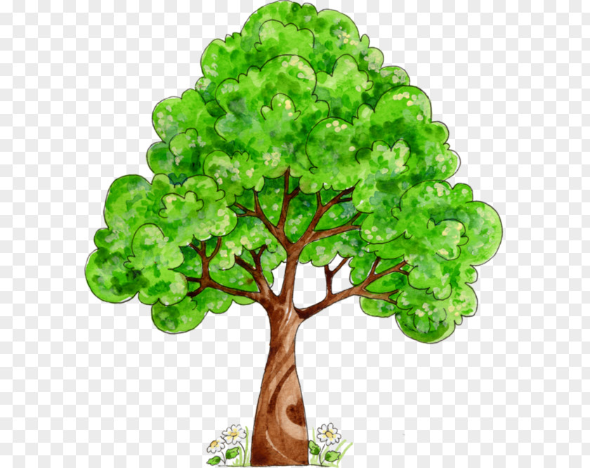 Tree Oak PNG