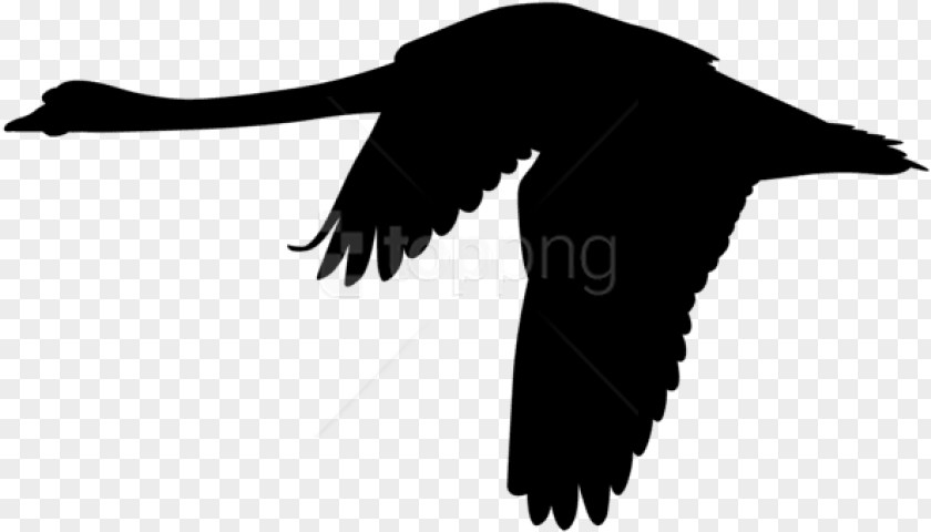 Vulture Eagle Drawing PNG