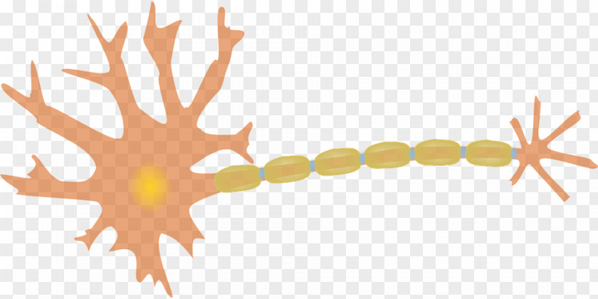 Brain Neuron Dendrite Axon Clip Art PNG