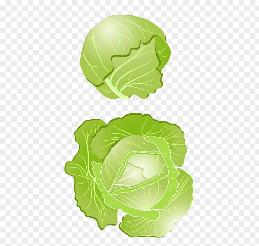 Cabbage Red Vegetable Clip Art PNG