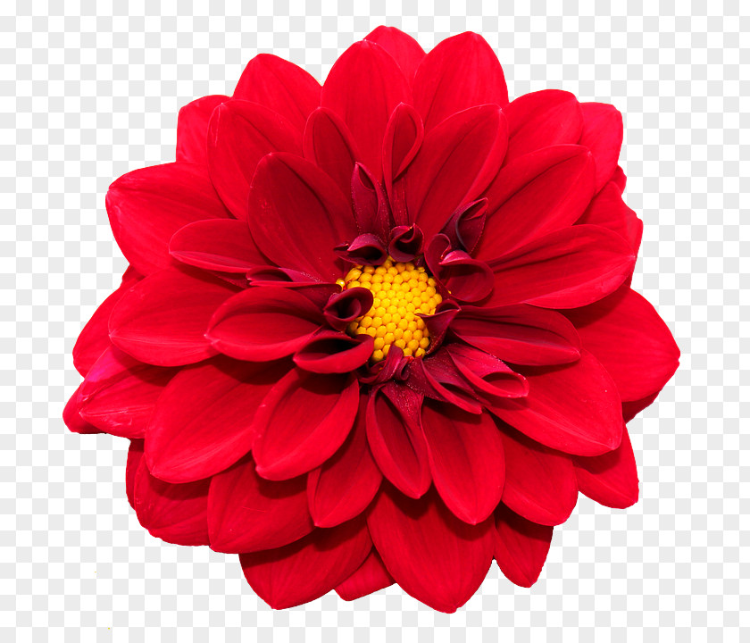 Dahlia Zinnia Flower Flowering Plant Petal Red PNG