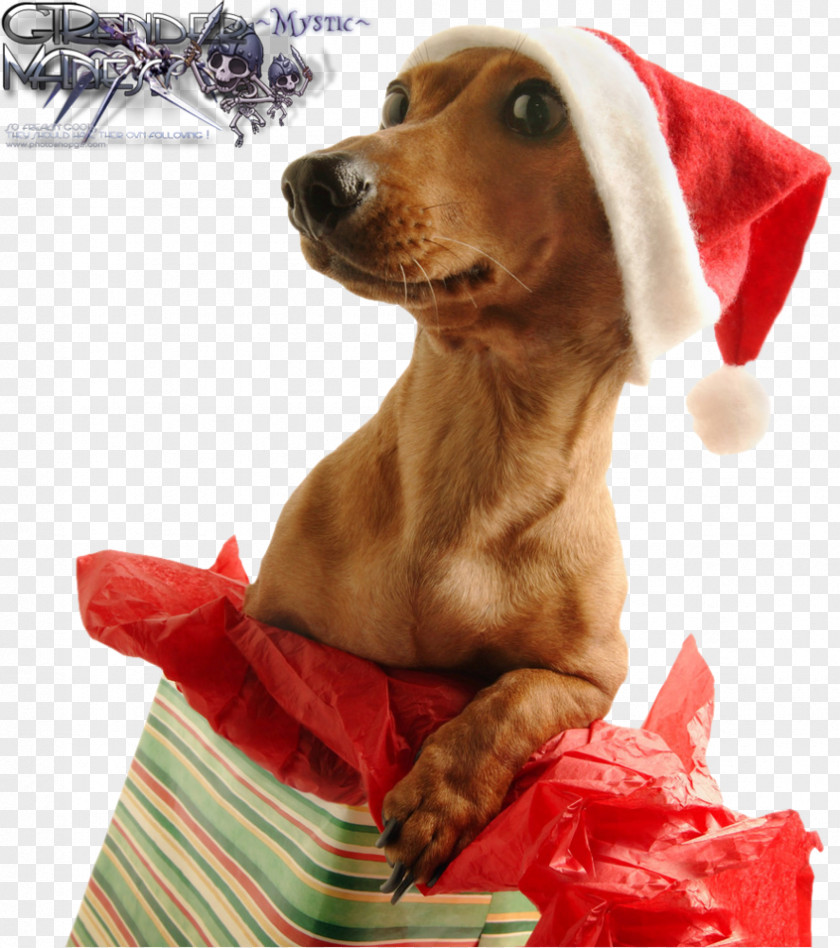 Gift Christmas Day Dog Wish Holiday PNG