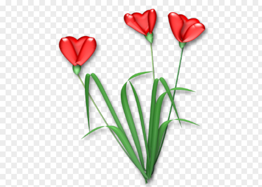 HEART FLOWER Flowering Plant Cut Flowers Tulip Rosaceae PNG