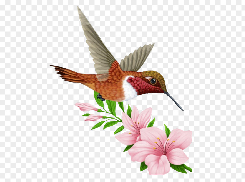 Hummingbird Bird Organism PNG