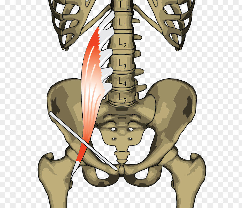 Iliopsoas Psoas Major Muscle Anatomy Hip PNG
