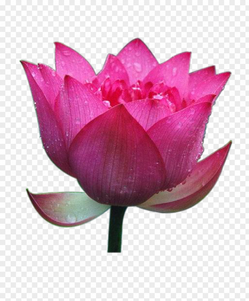 Lotus Nelumbo Nucifera Raster Graphics Google Images PNG