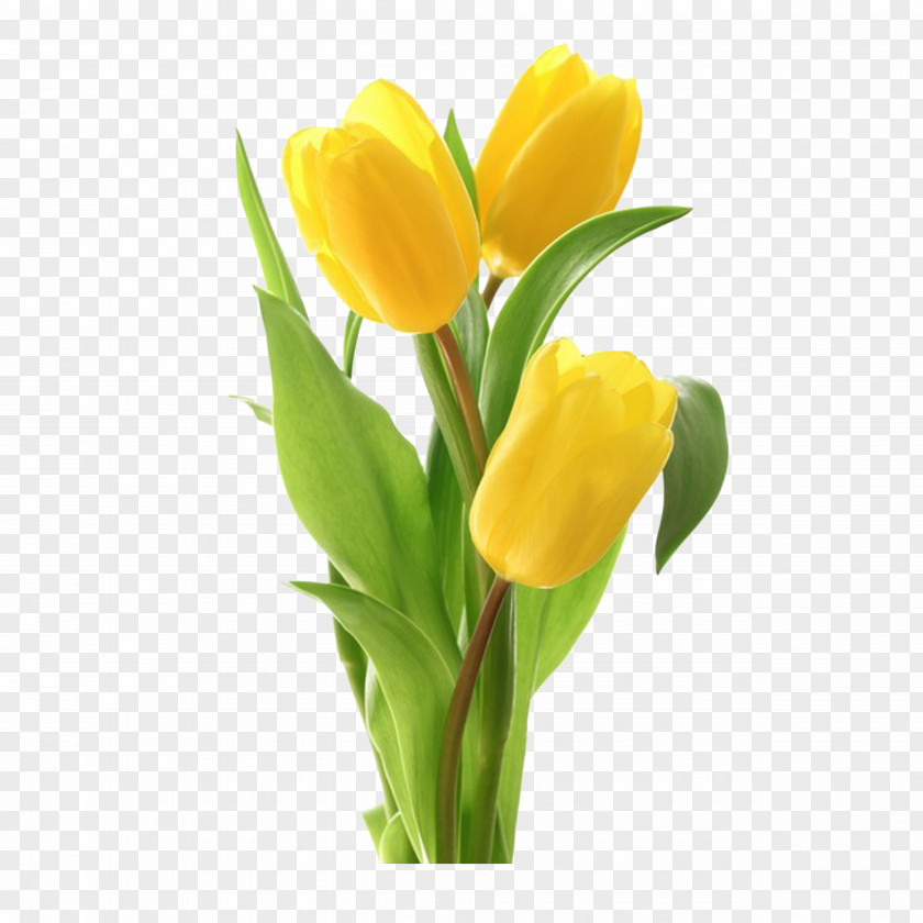Love Tulips Tulip Flower Bouquet Stock Photography PNG