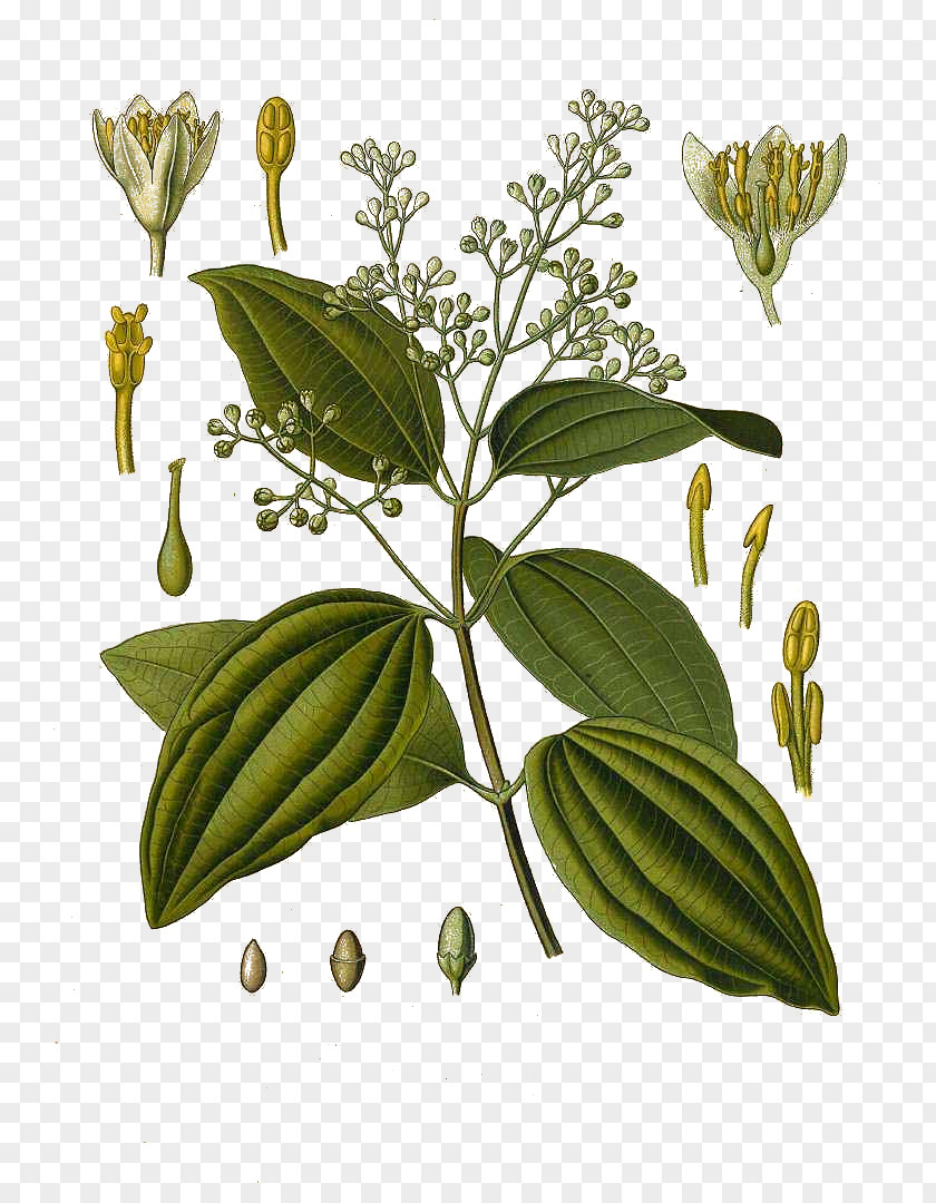 Cinnamomum Verum Köhler's Medicinal Plants Chinese Cinnamon Leaf Oil PNG