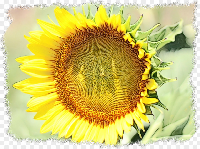 Perennial Plant Wildflower Sunflower Cartoon PNG