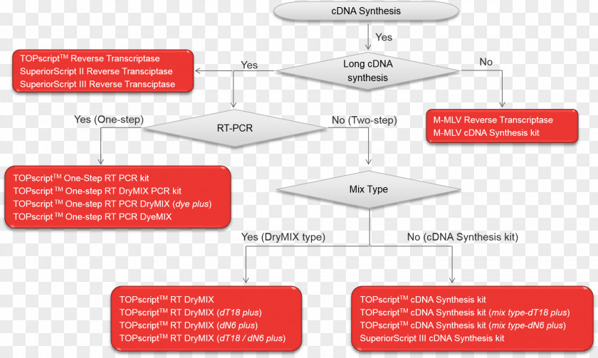 Reverse Transcriptase Complementary DNA Murine Leukemia Virus Transcription Polymerase Chain Reaction CDNA Library PNG