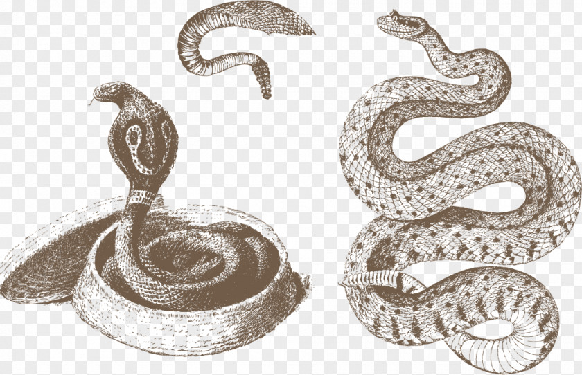 Vector Painted Snakes Boa Constrictor Snake Bee Animal PNG
