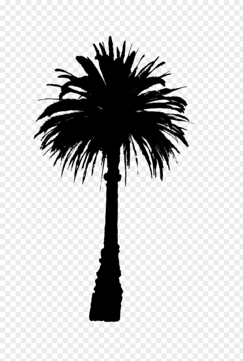 Asian Palmyra Palm Date Line Trees Silhouette PNG