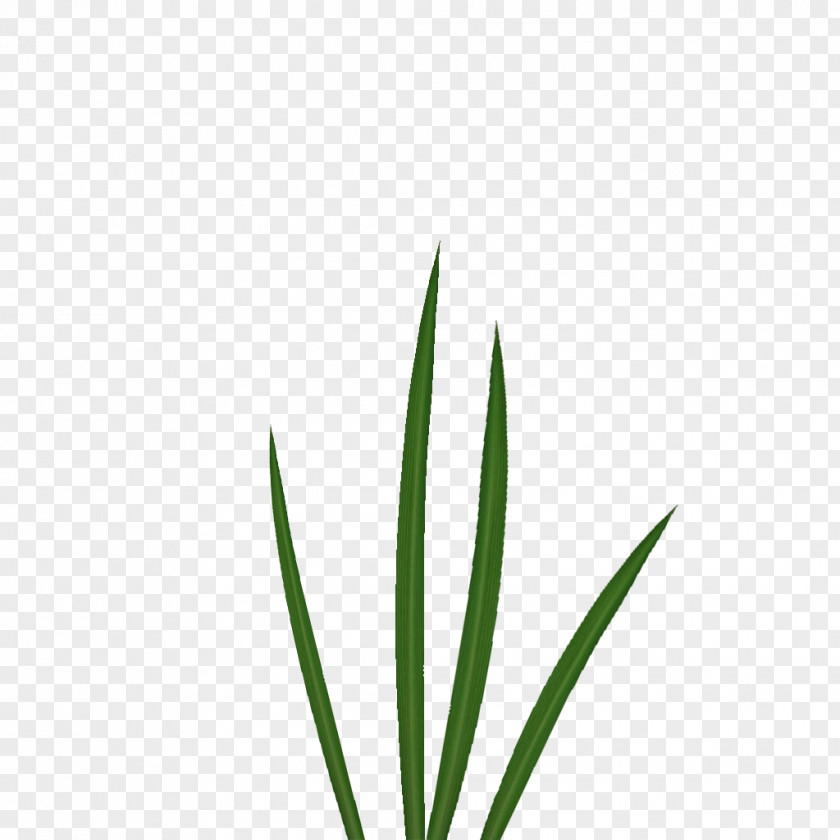 Athletes Material Plane Leaf Grasses Plant Stem Family PNG