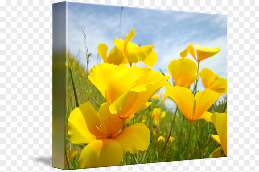 California Poppy Wildflower Canna PNG