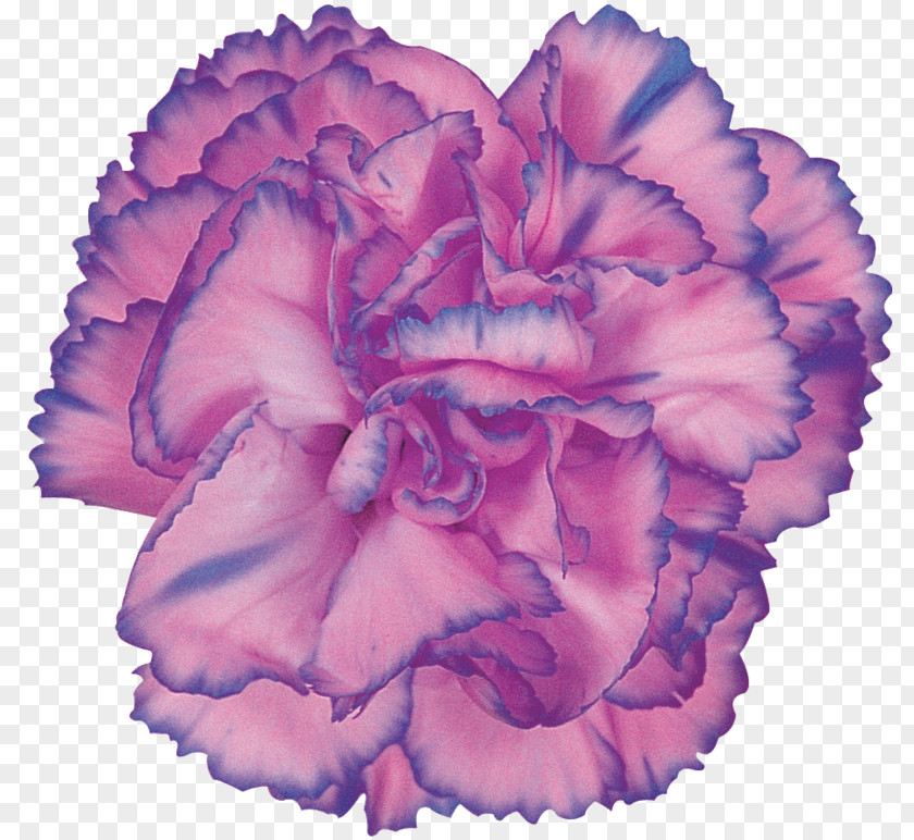Carnations Download Carnation Cut Flowers Rose Petal PNG