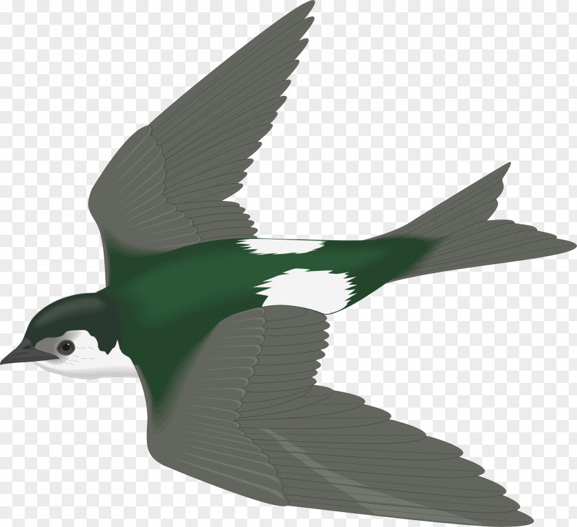 Flying Bird Photography Clip Art PNG