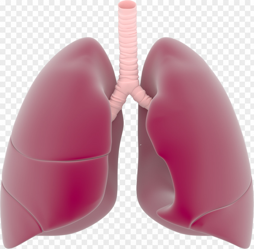 Lungs Transparent Images Lung Respiratory System Clip Art PNG